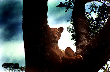Female lion in Aberdare National Park. Javier Yanes/Kenyalogy.com