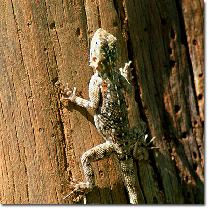 Tree agama lizard in Samburu National Reserve. Javier Yanes/Kenyalogy.com