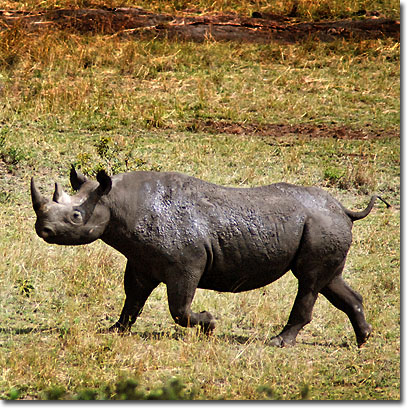 Black rhino in Masai Mara National Reserve. Javier Yanes/Kenyalogy.com