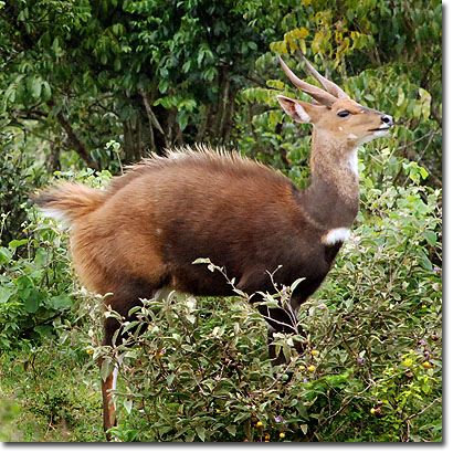 Bushbuck in Aberdare National Park. Javier Yanes/Kenyalogy.com