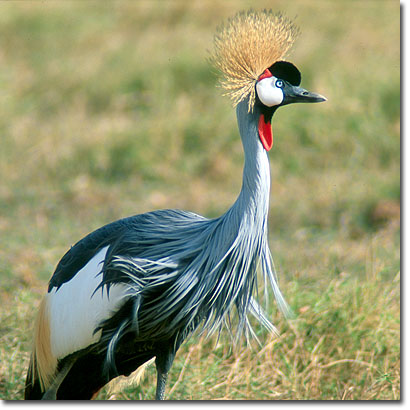 Grey crowned crane in Amboseli National Park. Javier Yanes/Kenyalogy.com