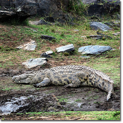 Nile crocodile at the Mara river in Masai Mara National Reserve. Javier Yanes/Kenyalogy.com