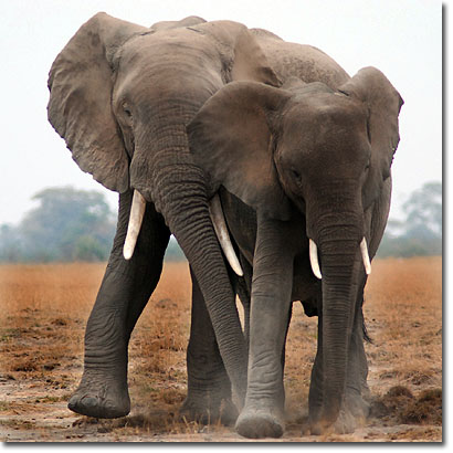 Elephants in Amboseli National Park. Javier Yanes/Kenyalogy.com