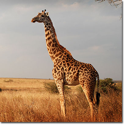 Masai giraffe in Nairobi National Park. Javier Yanes/Kenyalogy.com