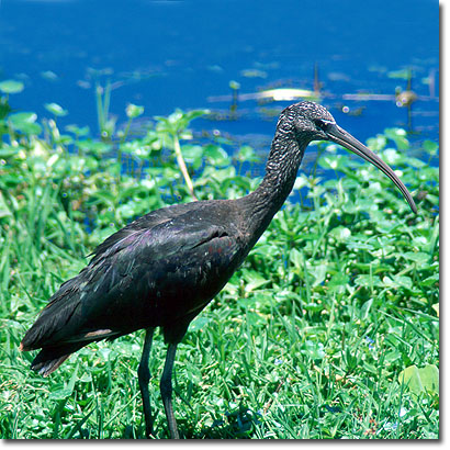 Glossy ibis in Amboseli National Park. Javier Yanes/Kenyalogy.com