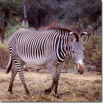 Grevy's zebra in Buffalo Springs National Reserve. Javier Yanes/Kenyalogy.com