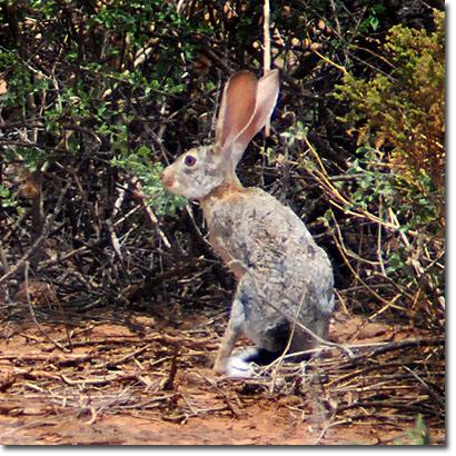 Cape hare in Samburu National Reserve. Javier Yanes/Kenyalogy.com