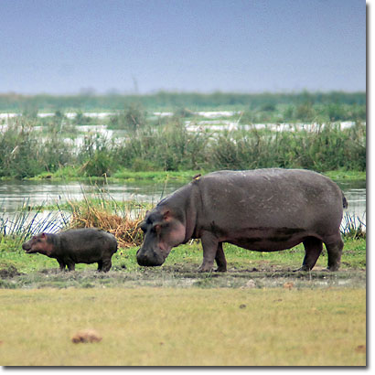 Hippos in Amboseli National Park. Javier Yanes/Kenyalogy.com