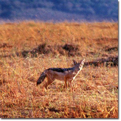 Black-backed jackal in Masai Mara National Reserve. Javier Yanes/Kenyalogy.com
