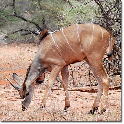 Greater kudu in Samburu National Reserve. Javier Yanes/Kenyalogy.com