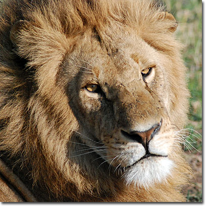 Lion in Masai Mara National Reserve. Javier Yanes/Kenyalogy.com