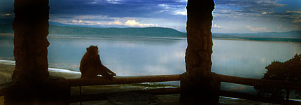 A baboon looks onto lake Nakuru from the Baboon Cliff lookout. Javier Yanes/Kenyalogy.com