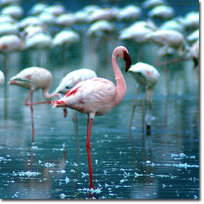Lesser flamingos at Lake Nakuru. Javier Yanes/Kenyalogy.com