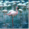 Lesser flamingo