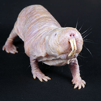 The naked mole rat. Smithsonian's National Zoo via Flickr