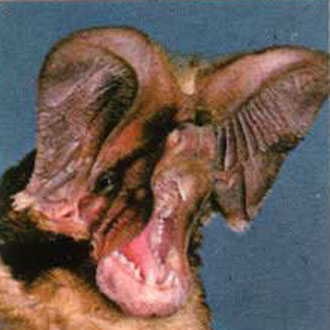 The large-eared free-tailed bat.
