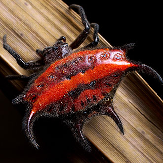 The spiny orb-weaver. Nick Hobgood via Wikipedia