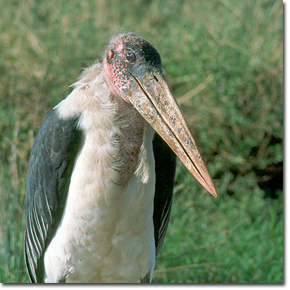 Marabou stork in Masai Mara National Reserve. Javier Yanes/Kenyalogy.com