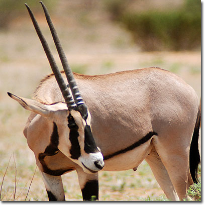Beisa oryx in Samburu National Reserve. Javier Yanes/Kenyalogy.com