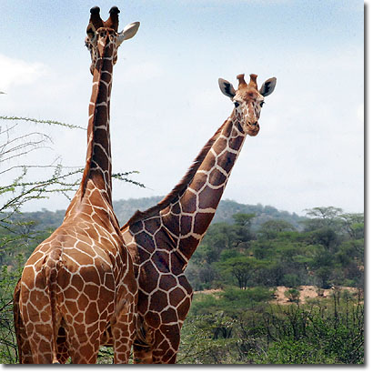 Reticulated giraffes in Samburu National Reserve. Javier Yanes/Kenyalogy.com