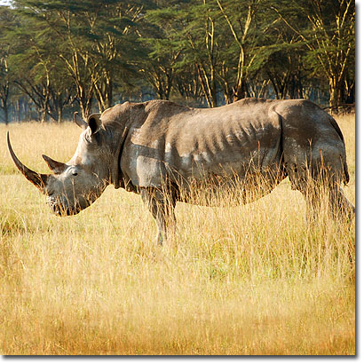 White rhino in Lake Nakuru National Park. Javier Yanes/Kenyalogy.com