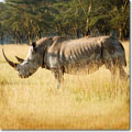 Rinoceronte