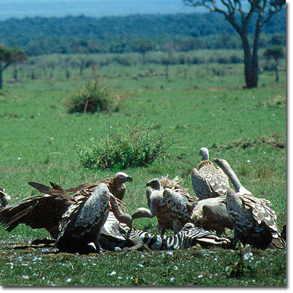Rüppell's Griffon vultures feeding on a zebra carcass in Masai Mara National Reserve. Javier Yanes/Kenyalogy.com