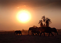 Elefantes en el Parque Nacional de Amboseli. Javier Yanes/Kenyalogy.com
