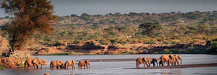 Elephants crossing the Ewaso Nyiro river. Javier Yanes/Kenyalogy.com