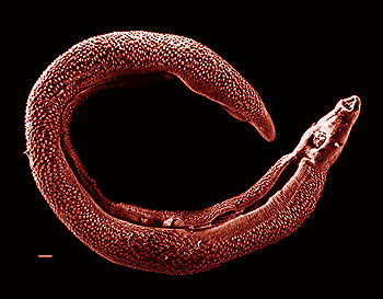 Electron micrograph of an adult Schistosoma. Bar: 500 μm. David Williams/Illinois State University