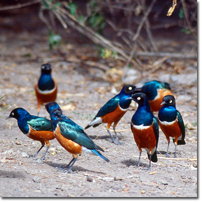 Superb starlings at Sweetwaters Game Reserve. Javier Yanes/Kenyalogy.com