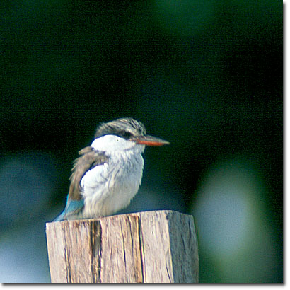 Striped kingfisher in Masai Mara National Reserve. Javier Yanes/Kenyalogy.com