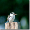 Striped kingfisher