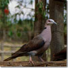Red-eyed dove