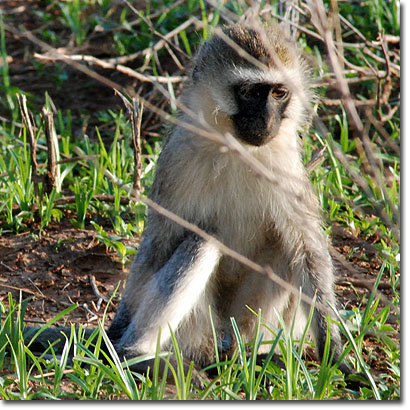Vervet monkey in Samburu National Reserve. Javier Yanes/Kenyalogy.com