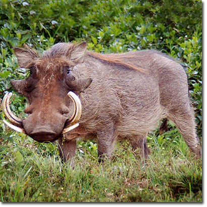 Warthog in Aberdare National Park. Javier Yanes/Kenyalogy.com