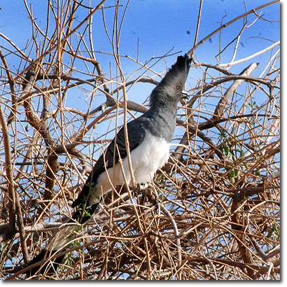 White-bellied go-away-bird in Samburu National Reserve. Javier Yanes/Kenyalogy.com